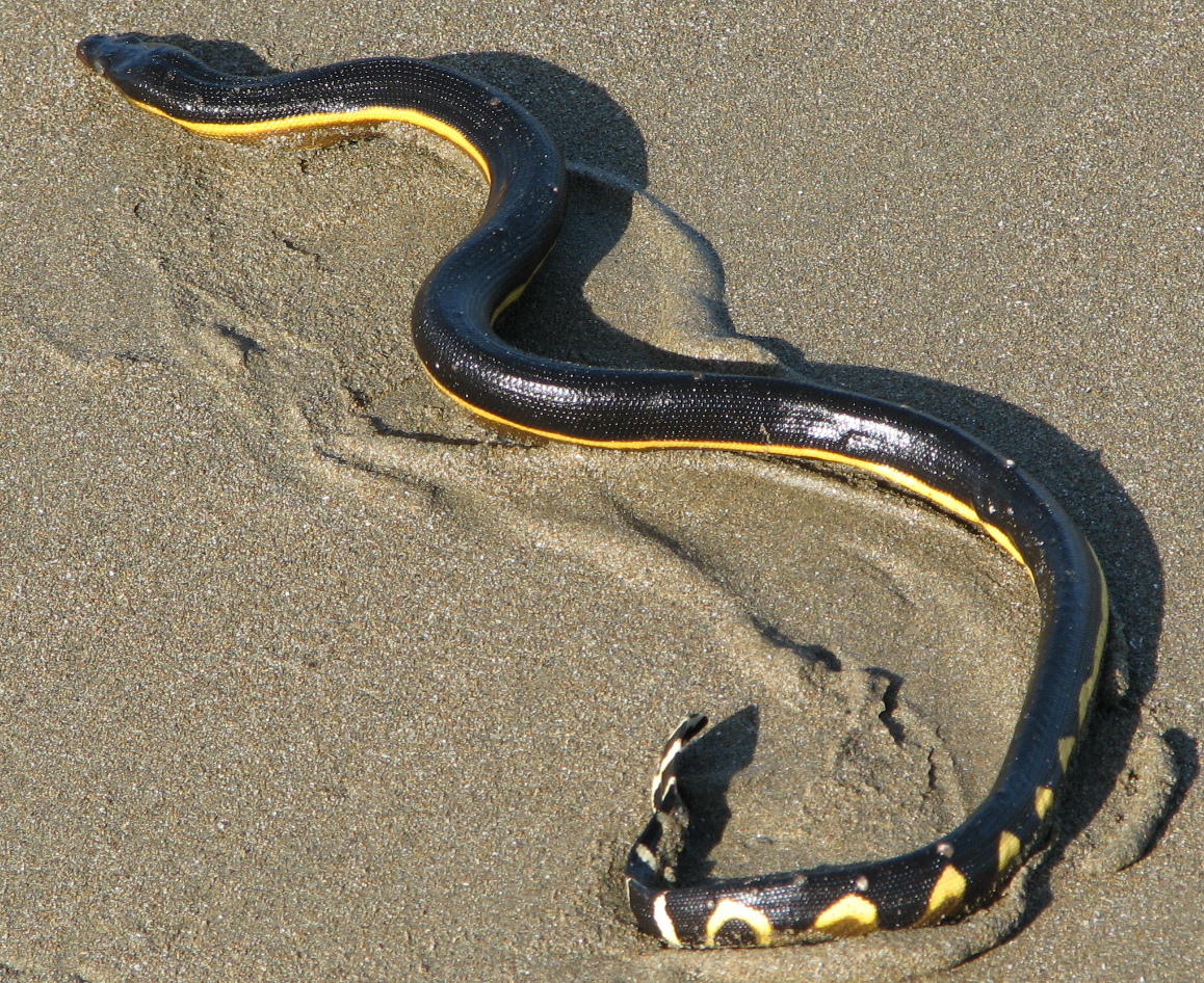 Suspected Highly Venomous Yellow-Bellied Sea Snake Found on Orange County Beach; Experts Warn Public: Do Not Touch